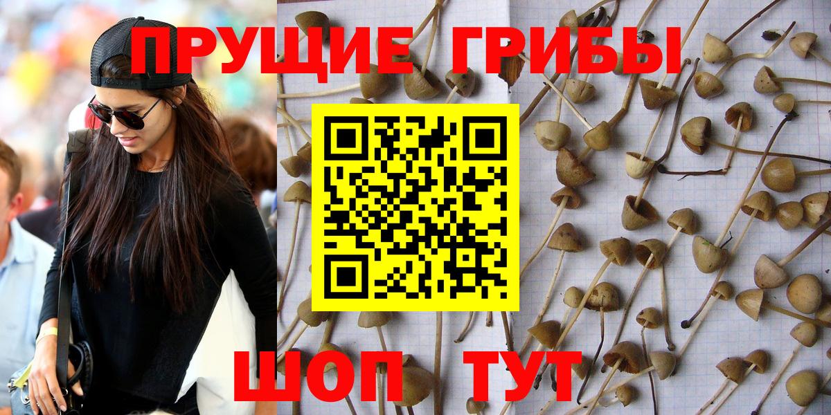 Галлюциногенные грибы Psilocybine cubensis Верхний Уфалей